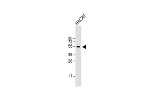 Anti-RASSF10 Antibody (Center) at 1:1000 dilution + HACAT whole cell lysate Lysates/proteins at 20 μg per lane. (RASSF10 抗体  (AA 230-259))
