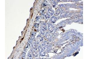 IHC testing of FFPE rat small intestine tissue with Galectin 1 antibody at 1ug/ml.
