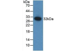 Western blot analysis of recombinant Mouse F12. (F12 抗体  (AA 352-587))