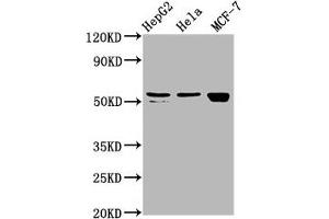 Western Blot Positive WB detected in: HepG2 whole cell lysate, Hela whole cell lysate, MCF-7 whole cell lysate All lanes: DHCR7 antibody at 2. (DHCR7 抗体  (AA 63-147))