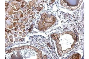 IHC-P Image Folate receptor beta antibody detects Folate receptor beta protein at membrane on mouse prostate by immunohistochemical analysis. (FOLR2 抗体)