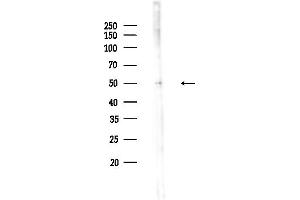 Western blot analysis of lysates from  cells(heat-shock,45 min treatment), using POPDC3 Antibody at 1/1000 dilution.