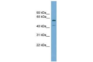 WB Suggested Anti-Zscan12 Antibody Titration:  0. (ZSCAN12 抗体  (C-Term))