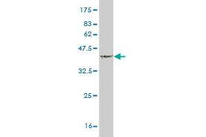 Western Blot detection against Immunogen (37. (TNFSF18 抗体  (AA 68-177))