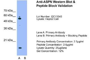 Host:  Rabbit  Target Name:  ASPN  Sample Type:  HepG2  Lane A:  Primary Antibody  Lane B:  Primary Antibody + Blocking Peptide  Primary Antibody Concentration:  2. (Asporin 抗体  (Middle Region))
