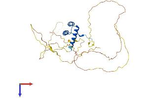 DLX2 Protein (AA 1-332) (His tag)