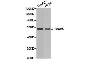 Western Blotting (WB) image for anti-SMAD, Mothers Against DPP Homolog 6 (SMAD6) antibody (ABIN1874858) (SMAD6 抗体)