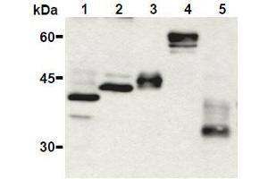 Western Blotting (WB) image for anti-HA-Tag antibody (ABIN2853621) (HA-Tag 抗体)