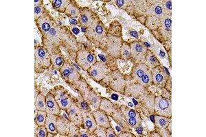 Immunohistochemical analysis of HLA-A staining in mouse liver formalin fixed paraffin embedded tissue section. (HLA-A 抗体)
