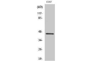 Western Blotting (WB) image for anti-Cytohesin 3 (CYTH3) (C-Term) antibody (ABIN3175435) (Cytohesin 3 抗体  (C-Term))