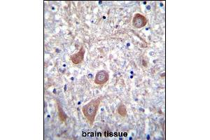 PTCHD1 Antibody (Center) (ABIN655343 and ABIN2844907) immunohistochemistry analysis in formalin fixed and paraffin embedded human brain tissue followed by peroxidase conjugation of the secondary antibody and DAB staining. (PTCHD1 抗体  (AA 611-639))