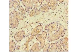 Immunohistochemistry of paraffin-embedded human pancreatic tissue using ABIN7165362 at dilution of 1:100 (FAM117B 抗体  (AA 1-200))