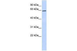 WB Suggested Anti-SUV39H1 Antibody Titration:  0. (SUV39H1 抗体  (N-Term))