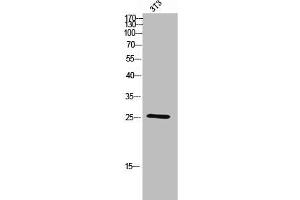 Western Blot analysis of 3T3 cells using C/EBP ε Polyclonal Antibody (CEBPE 抗体  (C-Term))