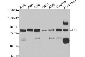 Western blot analysis of extracts of various cell lines, using GC antibody (ABIN5973339) at 1/1000 dilution. (Gc 抗体)