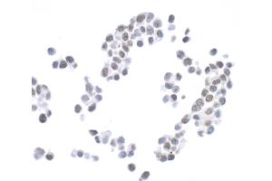 anti-H2A Histone Family, Member X (H2AFX) (C-Term) antibody