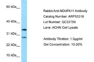 Western Blotting (WB) image for anti-NADH Dehydrogenase (Ubiquinone) 1 alpha Subcomplex, 11, 14.7kDa (NDUFA11) (N-Term) antibody (ABIN2785338) (NDUFA11 抗体  (N-Term))