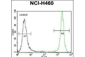 HIST3H3 Antibody (Center) (ABIN656159 and ABIN2845490) flow cytometric analysis of NCI- cells (right histogram) compared to a negative control cell (left histogram). (Histone 3 抗体  (AA 50-78))