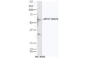 Mouse testis lysates probed with Rabbit Anti-KAT8 Polyclonal Antibody, Unconjugated (ABIN1714841) at 1:300 overnight at 4˚C. (MYST1 抗体  (AA 301-400))