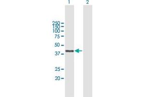 Western Blot analysis of ATAD2 expression in transfected 293T cell line by ATAD2 MaxPab polyclonal antibody.