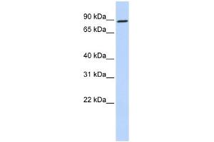 Gephyrin antibody used at 1 ug/ml to detect target protein. (Gephyrin 抗体  (N-Term))