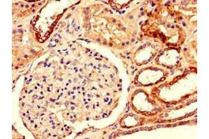 Immunohistochemistry of paraffin-embedded human kidney tissue using ABIN7150769 at dilution of 1:100 (Dual Specificity Phosphatase 3 (DUSP3) (AA 14-96) 抗体)
