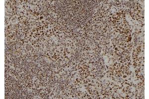 ABIN6259986 and ABIN6278790 at 1/100 staining Mouse spleen tissue by IHC-P. (APOBEC3C 抗体  (C-Term))