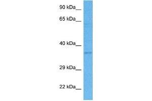 Host:  Rabbit  Target Name:  PURA  Sample Tissue:  Human THP-1 Whole Cell lysates  Antibody Dilution:  1ug/ml (PURA 抗体  (N-Term))