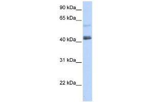 PRDM15 antibody used at 0. (PRDM15 抗体  (C-Term))