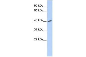 Western Blotting (WB) image for anti-Potassium Inwardly-Rectifying Channel, Subfamily J, Member 16 (KCNJ16) antibody (ABIN2458139) (KIR5.1 抗体)