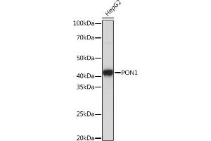 Western blot analysis of extracts of HepG2 cells, using PON1 Rabbit mAb (ABIN7269172) at 1:1000 dilution. (PON1 抗体)