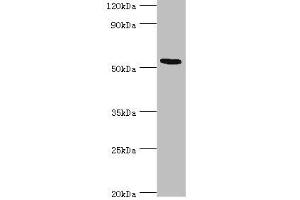 Western blot All lanes: ATF7 antibody at 12 μg/mL + Hela whole cell lysate Secondary Goat polyclonal to rabbit IgG at 1/10000 dilution Predicted band size: 53, 50, 51, 34, 14, 52 kDa Observed band size: 53 kDa (AFT7 抗体  (AA 1-117))