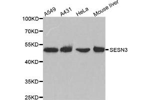 Western Blotting (WB) image for anti-Sestrin 3 (SESN3) antibody (ABIN1876378) (SESN3 抗体)