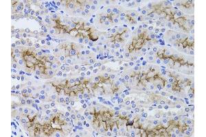 Immunohistochemistry of paraffin-embedded rat kidney using GGT1 antibody (ABIN1872809) at dilution of 1:100 (40x lens). (GGT1 抗体)
