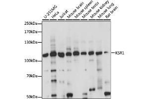 Western blot analysis of extracts of various cell lines, using KSR1 antibody (ABIN7268119) at 1:1000 dilution. (KSR1 抗体  (AA 320-420))
