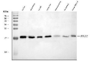 Western blot analysis of RPL32 using anti-RPL32 antibody (ABIN7602916). (RPL32 抗体  (C-Term))