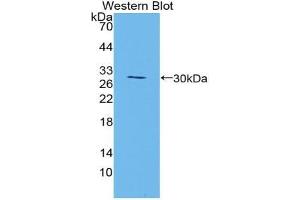 Western blot analysis of the recombinant protein. (Manic Fringe 抗体  (AA 80-316))