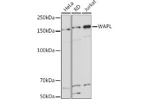 Western blot analysis of extracts of various cell lines, using WAPL Rabbit mAb (ABIN7271380) at 1:1000 dilution. (WAPAL 抗体)