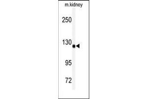 Western blot analysis of anti-ADAMTS19 Antibody (Center) in mouse kidney tissue lysates (35ug/lane). (ADAMTS19 抗体  (Middle Region))