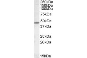 ABIN308406 (1µg/ml) staining of Human Cerebellum lysate (35µg protein in RIPA buffer). (CHRNB2 抗体  (Internal Region))