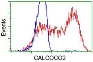 HEK293T cells transfected with either RC203843 overexpress plasmid (Red) or empty vector control plasmid (Blue) were immunostained by anti-CALCOCO2 antibody (ABIN2453913), and then analyzed by flow cytometry. (CALCOCO2 抗体)