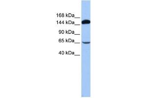 SRBD1 antibody used at 1 ug/ml to detect target protein. (SRBD1 抗体  (N-Term))