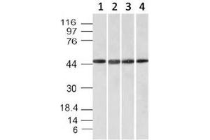 Western blot testing of cell line lysates: 1) HeLa, 2) HepG2, 3) 293, 4) K562 with EMI1 antibody.