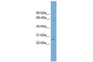 TINAGL1 antibody used at 1 ug/ml to detect target protein. (TINAGL1 抗体  (Middle Region))