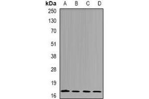 Western blot analysis of nm23-H4 expression in Jurkat (A), A549 (B), mouse kidney (C), rat brain (D) whole cell lysates. (NME4 抗体)