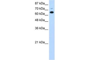 Western Blotting (WB) image for anti-MGC27016 antibody (ABIN2462338) (MGC27016 抗体)