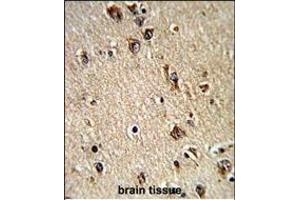 Formalin-fixed and paraffin-embedded human brain tissue reacted with ALAD Antibody (C-term), which was peroxidase-conjugated to the secondary antibody, followed by DAB staining. (ALAD 抗体  (C-Term))