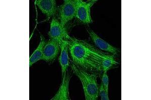 Immunofluorescence analysis of NIH/3T3 cells using ACTA2 mouse mAb (green). (Smooth Muscle Actin 抗体)