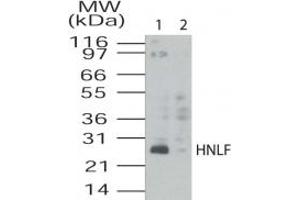 Image no. 1 for anti-Transmembrane Emp24 Protein Transport Domain Containing 4 (TMED4) (AA 55-67) antibody (ABIN208712) (TMED4 抗体  (AA 55-67))