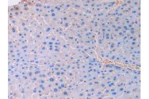 IHC-P analysis of Mouse Liver Tissue, with DAB staining. (UCN3 抗体  (AA 24-149))
